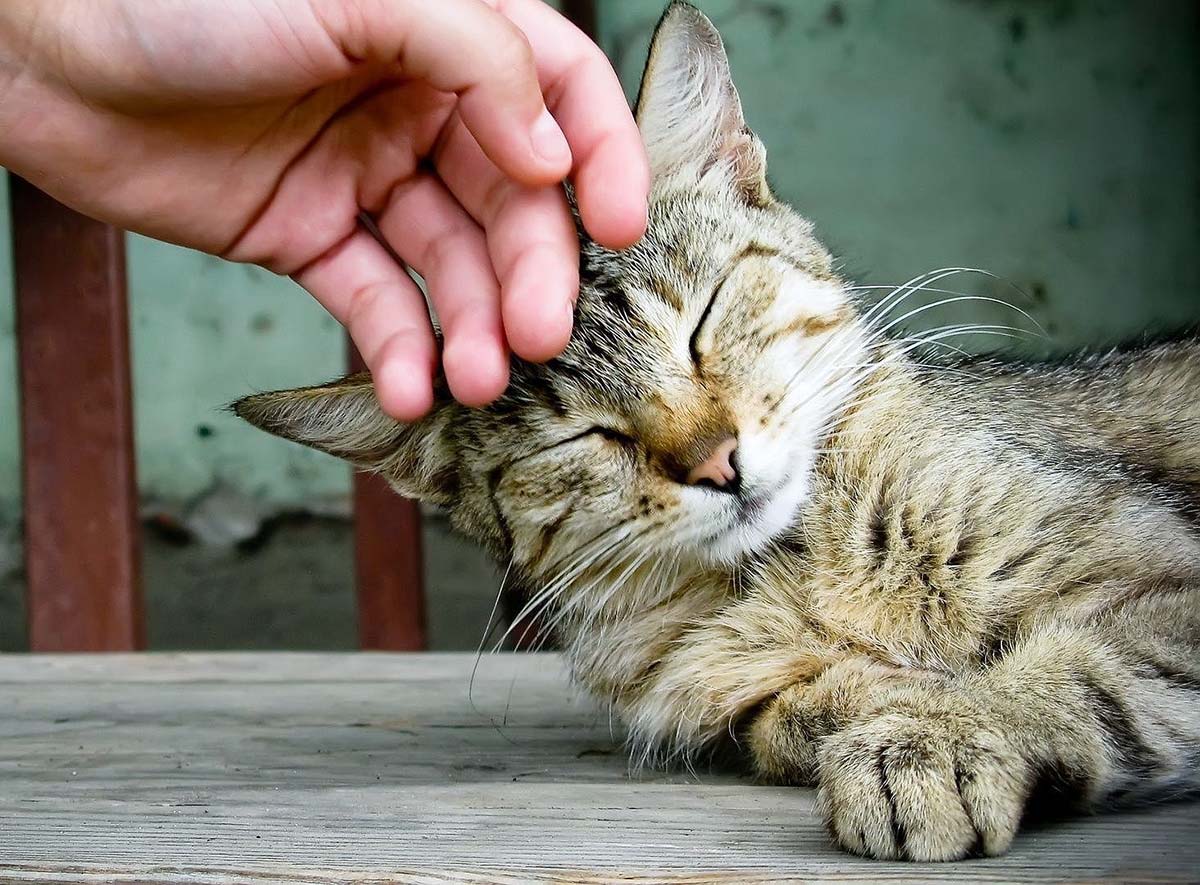 pourquoi le chat donne des coups de tête