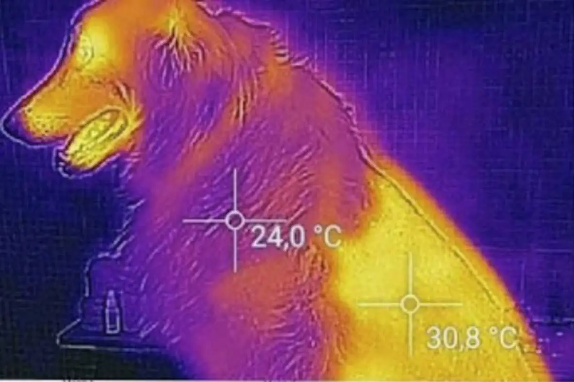 est-ce que les poils tiennent chaud au chien ?