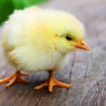 Malformation du poussin : Prévention, causes et solutions