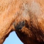 Démangeaisons et problèmes cutanés du cheval : Comment y faire face
