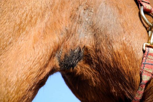 démangeaisons et problèmes cutanés du cheval