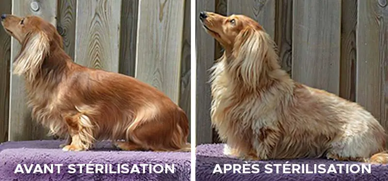 le pelage du chien avant et après la sterilisation