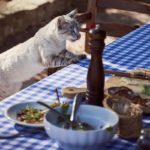 Comportement : Voici comment apprendre à un chat à ne pas monter sur la table
