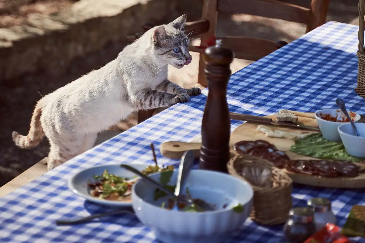 empêcher un chat de voler sur la table ou le comptoir de cuisine