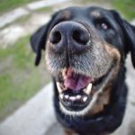 Si il y a du tartre sur les dents de mon chien : Que faire ?