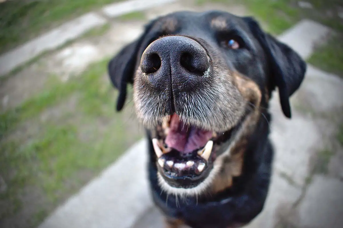 enlever naturellement le tartre des dents du chien