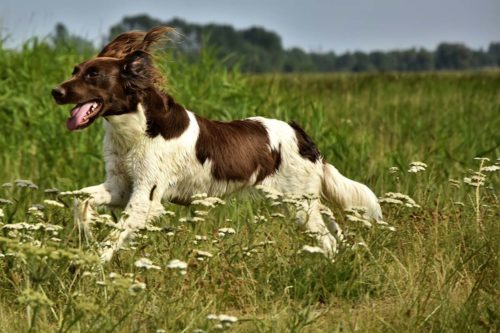 Tiques de chien Les chiens de chasse sont particulièrement sujets aux maladies transmises par les tiques