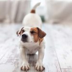 4 étirements et exercices simples pour la souplesse de votre chien