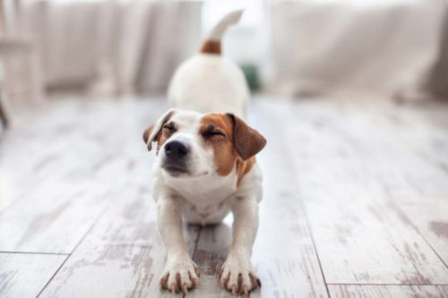 faire faire des étirements à son chien. Conseils et méthodes