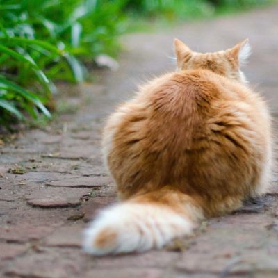 Constipation Du Chat Les Traitements Naturels Qui Marchent Remedes Naturels Pour Animaux