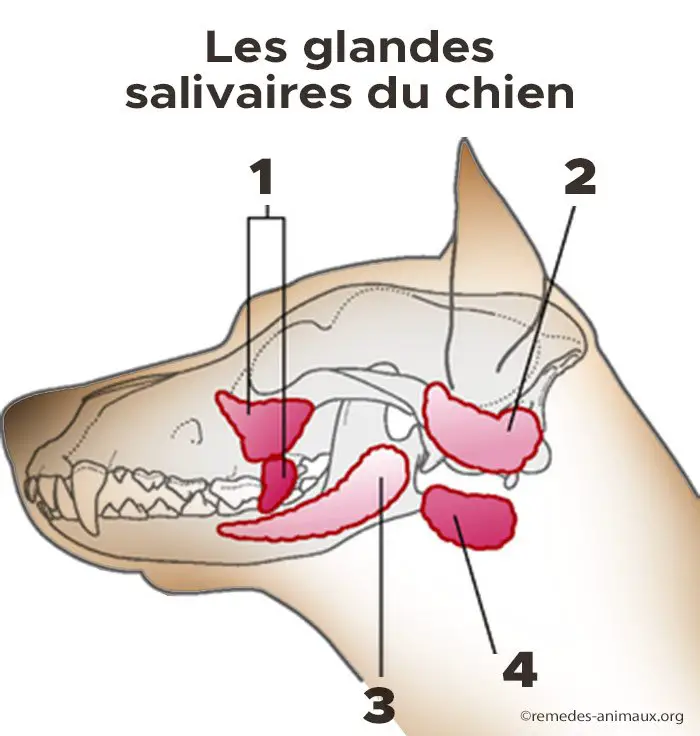 schéma les glandes salivaires du chien
