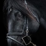 Headshaking chez le cheval : Conseils et solutions
