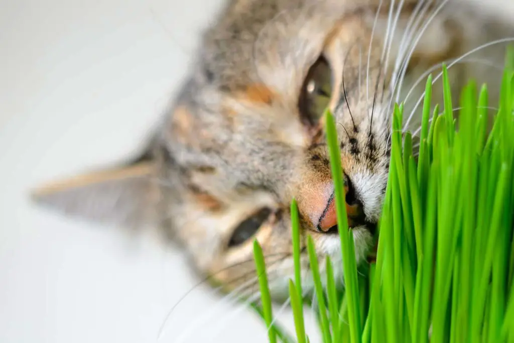 herbe à chat