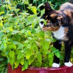 Herbe aux chats : Pourquoi les chats aiment l'herbe à chat