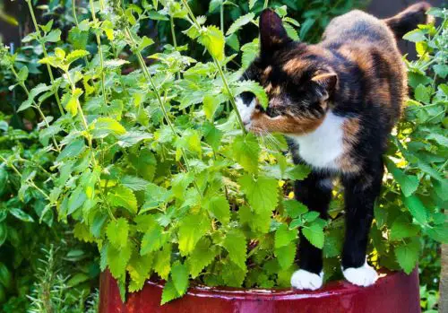 herbe aux chats à ne pas confondre avec herbe à chat