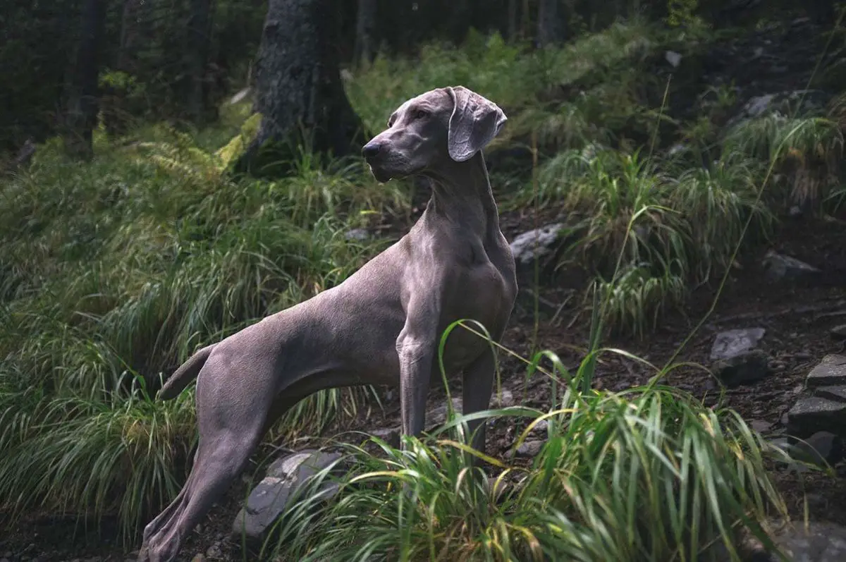 Hypoglycémie chez le chien (chien de chasse)