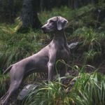 Hypoglycémie du chien de chasse (chien courant)