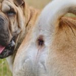 Comment traiter naturellement les glandes anales enflammées du chien ?