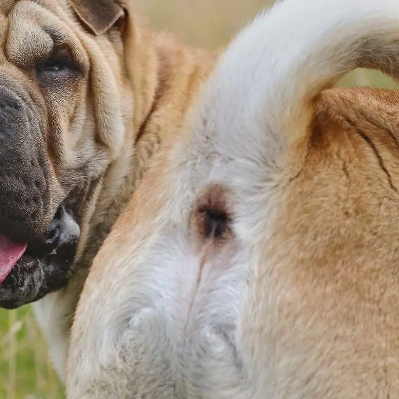 Queue du chien Remèdes pour une infection de la glande supracaudale chez le chien Remèdes