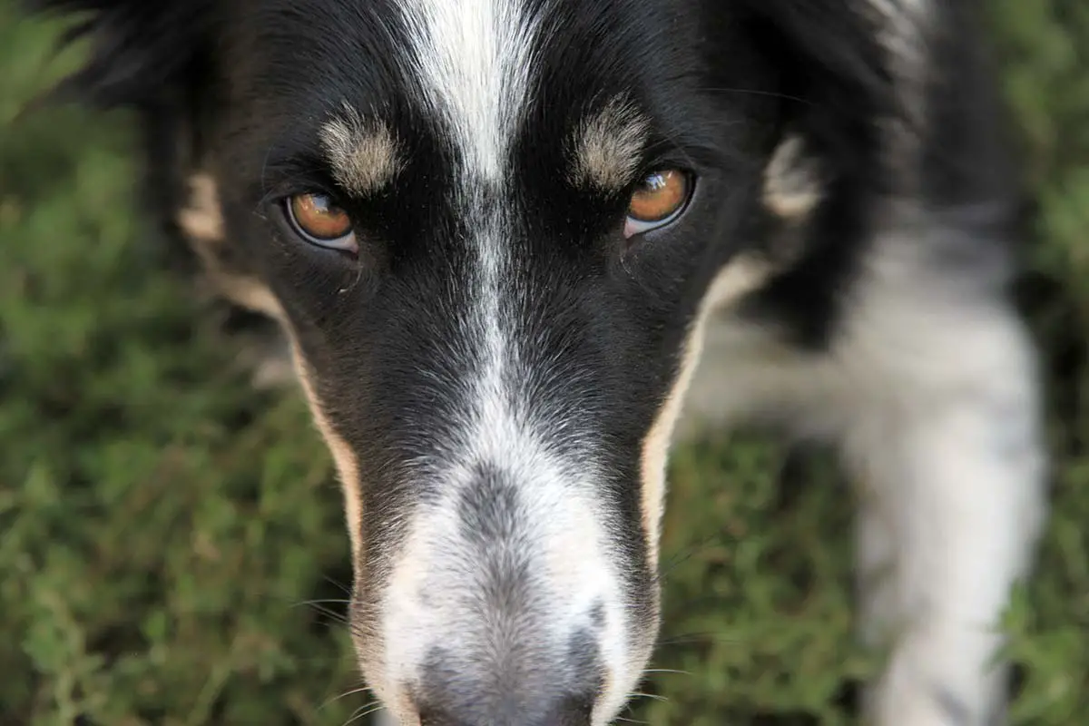 remedes naturels pour le foie du chien