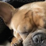 Infection à levures dans l'oreille du chien : Remèdes naturels
