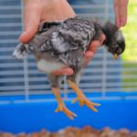 L'importance de la mise en quarantaine pour les oiseaux : Une nécessité souvent mal comprise