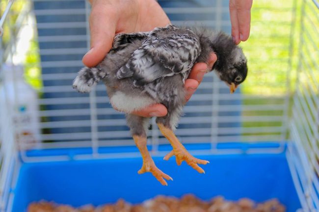 mise en quarantaine des oiseaux pourquoi