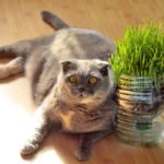 Conseils : Mon chat est-il en surpoids ?
