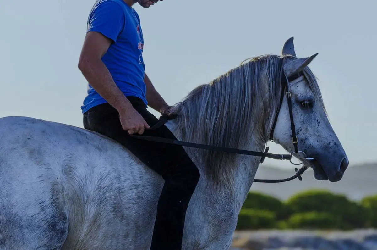 monter a cheval sans selle à cru bareback