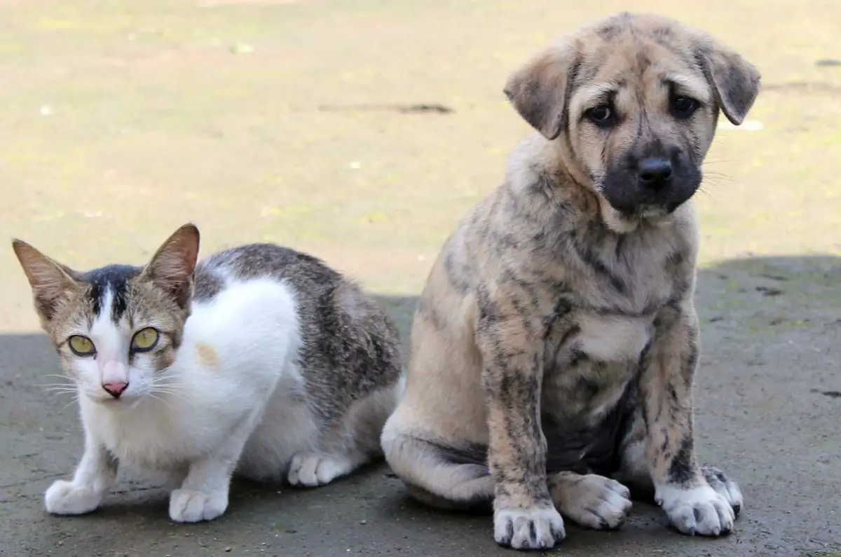 faire rentrer un chiot dans la maison avec un chat