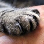 Saignement de l'ongle du chat : Comment traiter et stopper le saignement