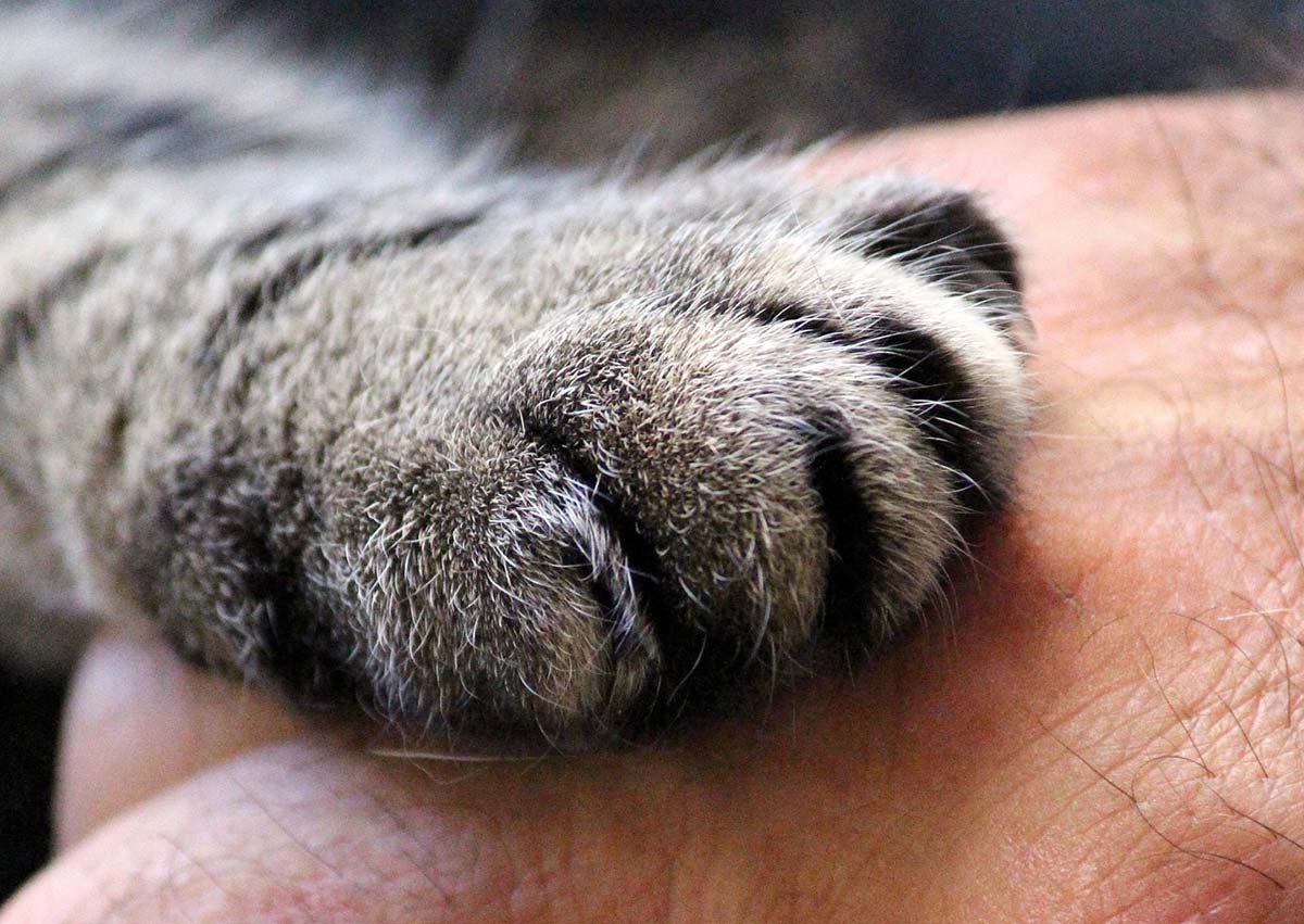 ongle du chat qui saigne