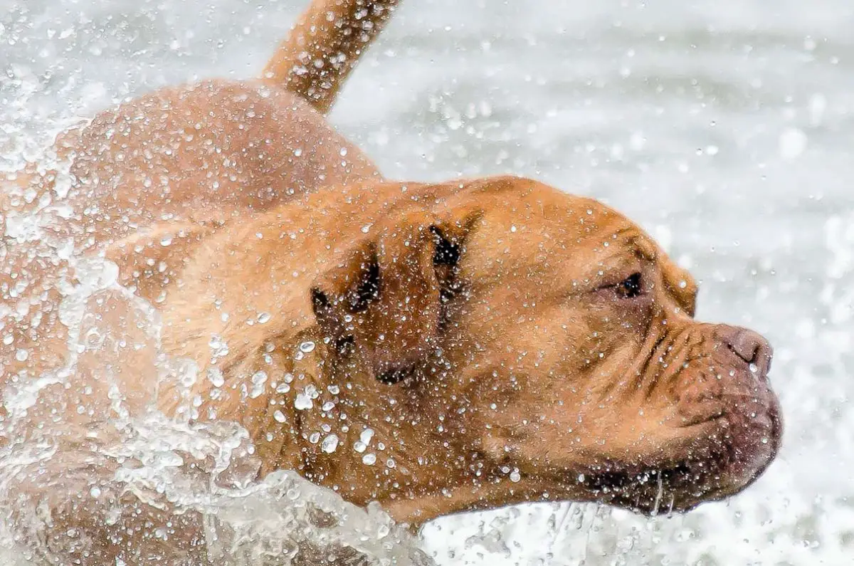 Traitez l'oreille du nageur de chien