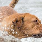 Otite et infection : Remèdes maison pour l'oreille du nageur du chien