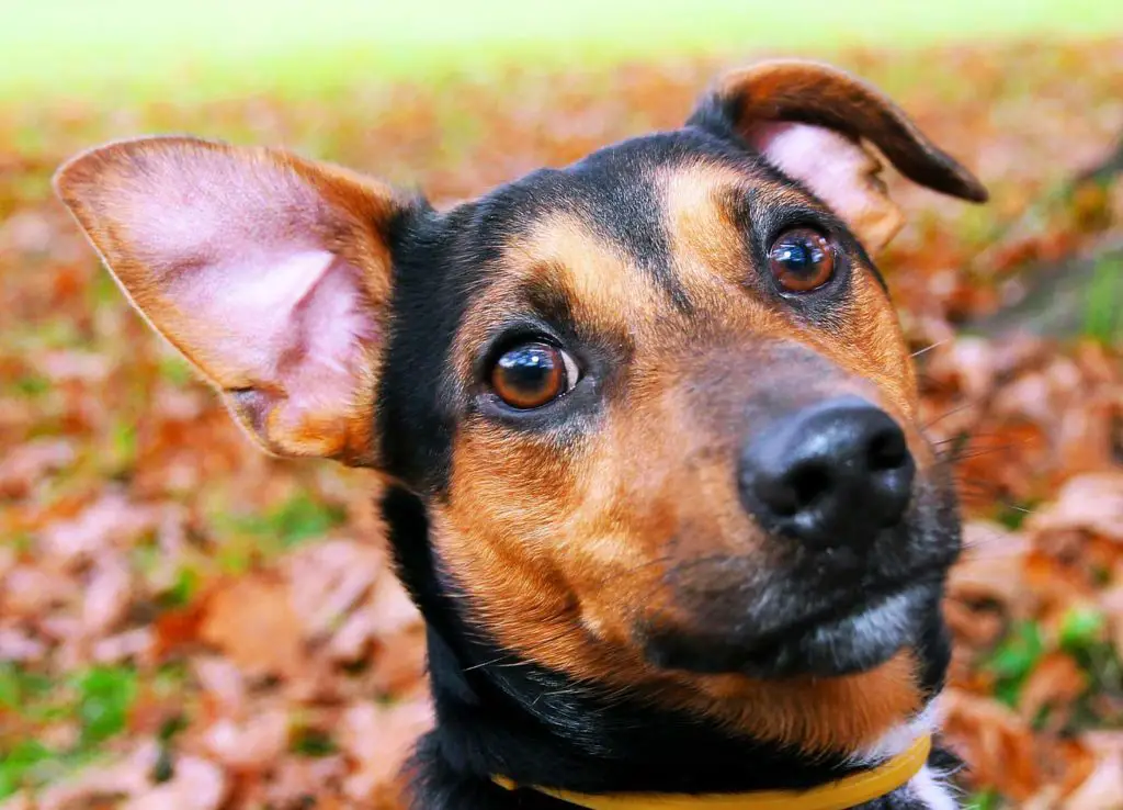 toilettage du chien : oreilles