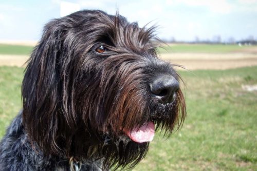 remèdes paralysie du larynx chien