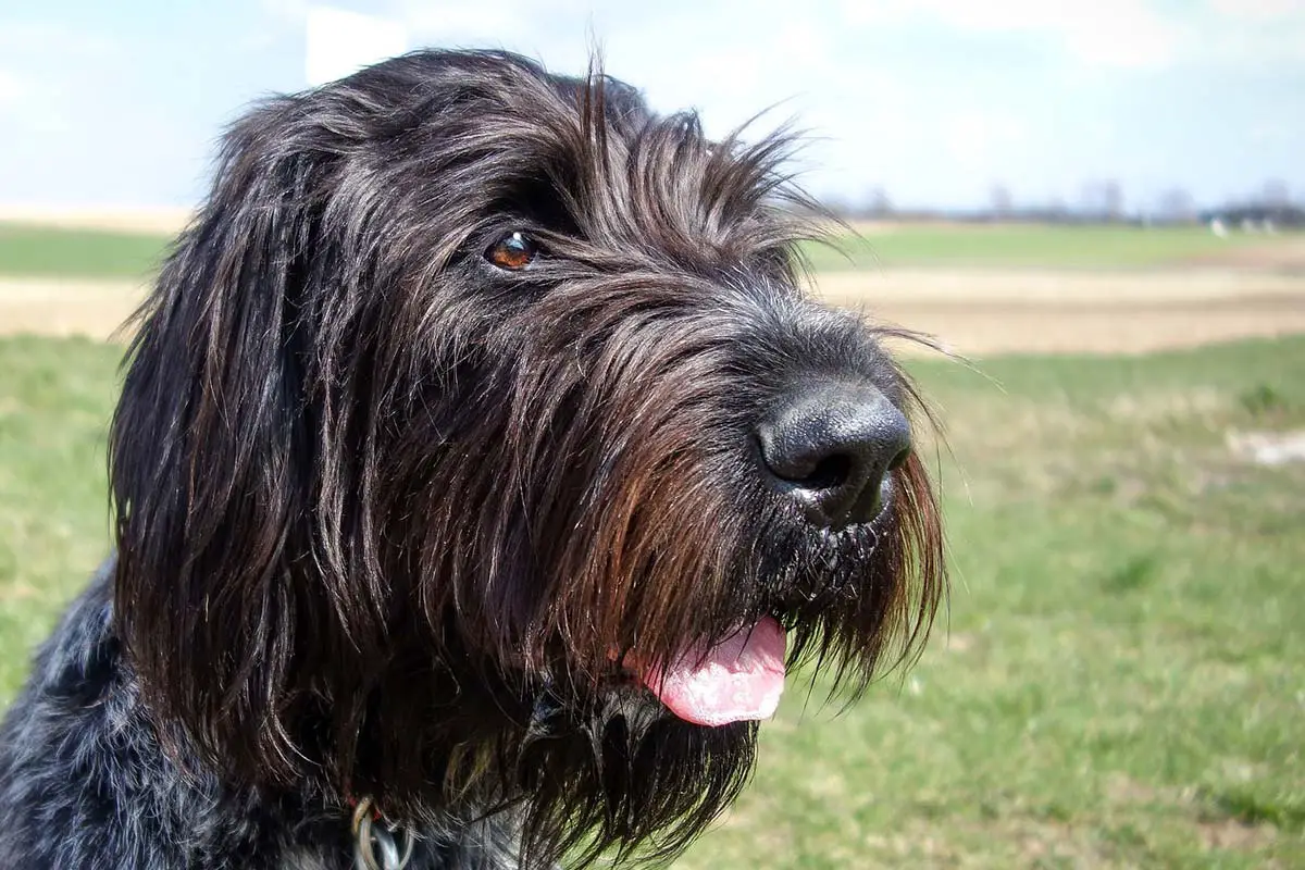 Traitement naturel pour la paralysie du larynx chez le chien 