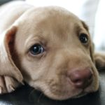 Parvovirose canine : Quelles solutions alternatives pour nos animaux de compagnie ?