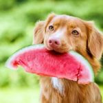 Guide : Les bons et les mauvais glucides pour le chien