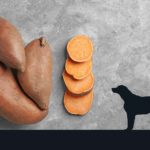 La patate douce : des bienfaits incroyables pour le chien