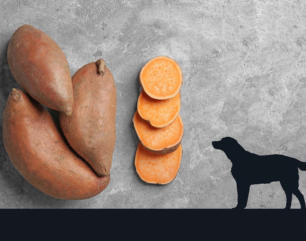 le chien peut-il manger de la patate douce