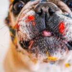 Poison : La peinture est-elle toxique pour votre chat ou votre chien ?