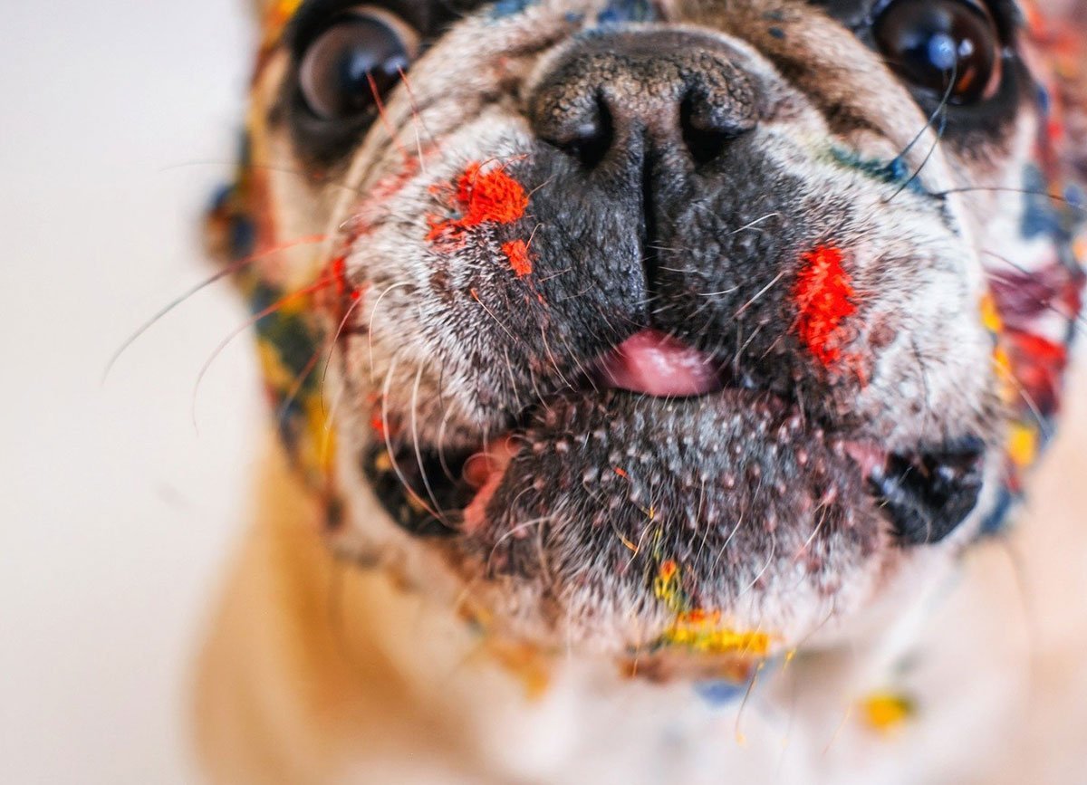 La prochaine fois que vous reverrez la déco et donnerez un coup de peinture à votre maison, assurez-vous de garder votre chien et votre chat aussi éloignés que possible de la peinture que vous utilisez.