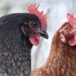 6 mauvaises habitudes des poules à surveiller et comment les arrêter