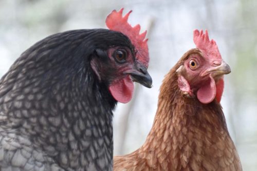 7 comportements étranges des poules et comment les régler