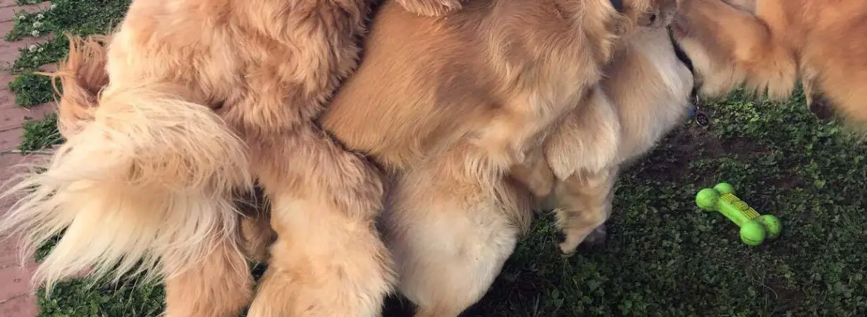 chien qui monte sur un autre