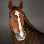 Prévenir et traiter la "pousse" : Maladie respiratoires du cheval