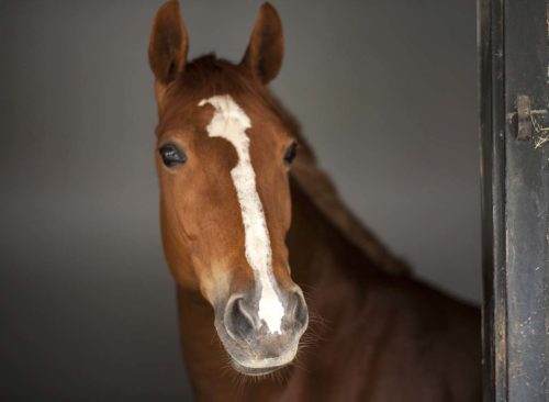 maladie respiratoire du cheval comment traiter