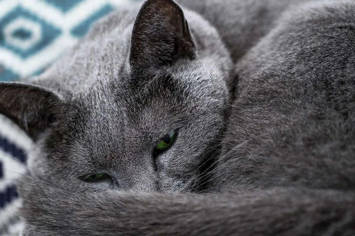 méthode pour prendre température à son chat