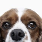 7 conseils pour que votre chien ait un coeur en pleine forme